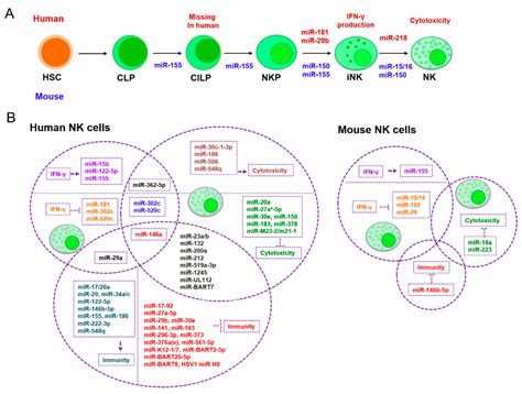 Cells Free Full Text The Role Of Mirnas In Immune Cell Development