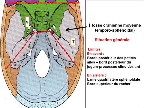 Anatomie Ms Schémas De La Base Du Crâne Youtube