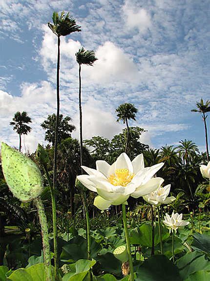 Top Des Meilleures Photos De Voyage Jardin De Pamplemousses Ssr