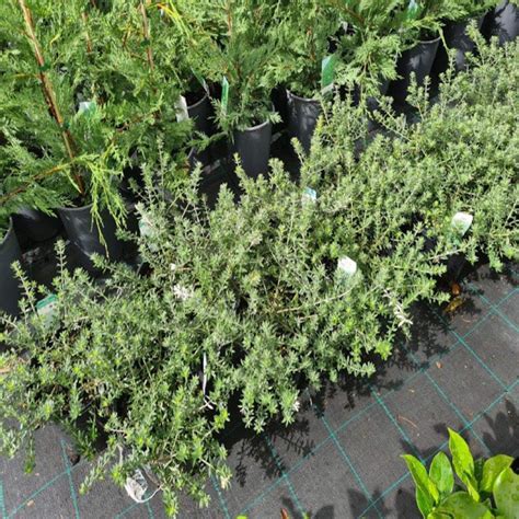 Westringia Fruticose Zena I Native Rosemary The Australian Plant Shop