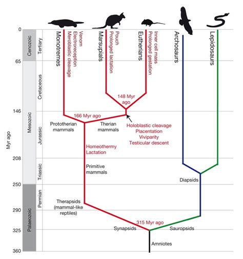 Wide world of venom - the platypus