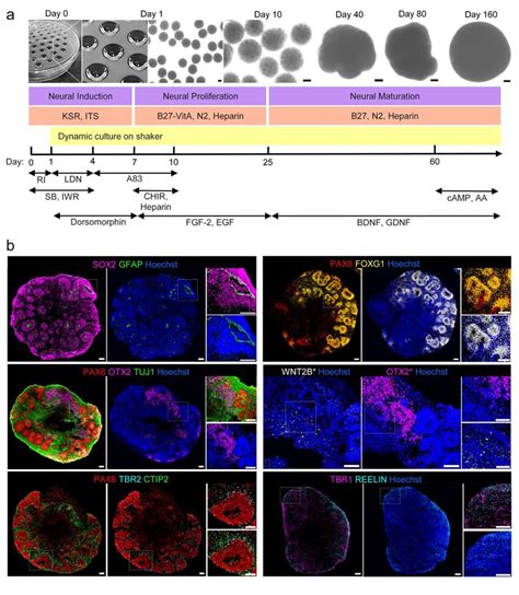 Human Pluripotent Stem Cell Derived Cerebral Organoids Simulate Cell