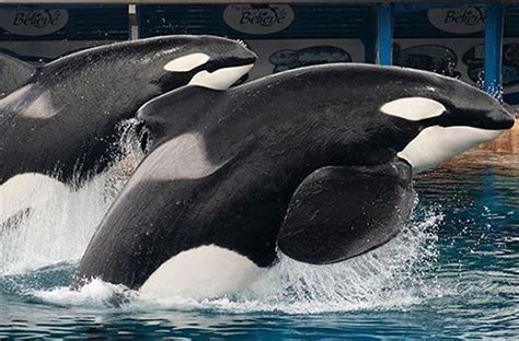 Tilikum The Killer Whale Passes Away At Seaworld Orlando