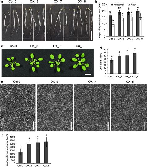 Overexpression Of Ptrgh9a7 In Arabidopsis Enhanced Growth By Promoting