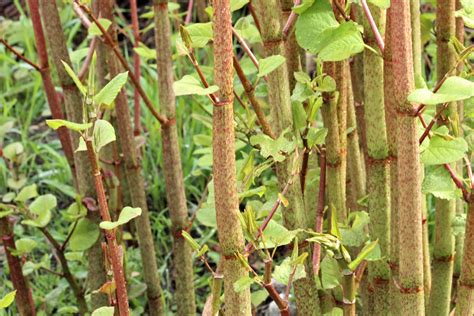 Why Homeowners Need To Be Aware Of Japanese Knotweed