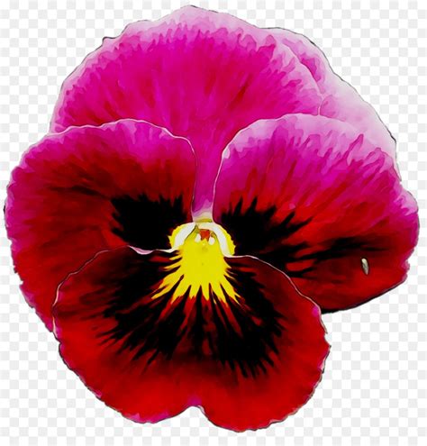 Pansy Planta Anual Magenta Png Transparente Gr Tis