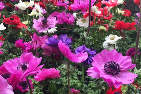 Piante E Fiori Di Maggio Idee E Foto