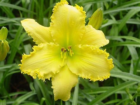 Lewis Daylily Garden Variegated Daylilies