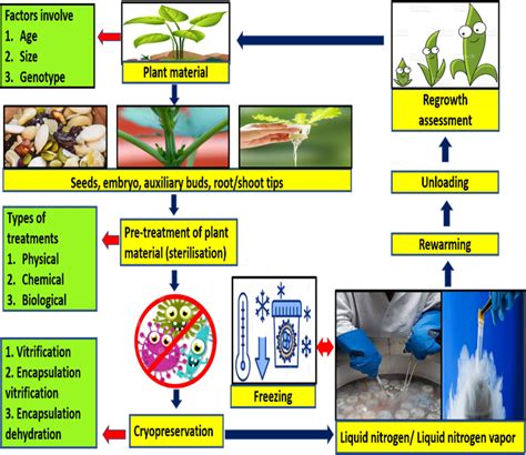 The Various Steps Of Cryopreservation Download Scientific Diagram