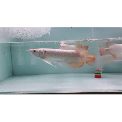 Jual Arwana Arowana Super Red Blood And Chili Red 30 Cm Kab Bogor