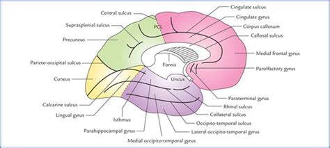 Sulci And Gyri Of The Medial And Inferior Cerebral Surfaces 60 OFF