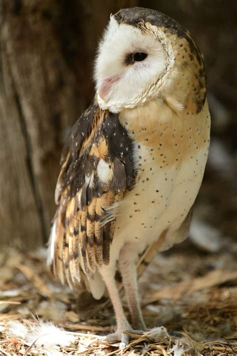 Grass Owl Tyto Capensis Stock Photos Free And Royalty Free Stock Photos