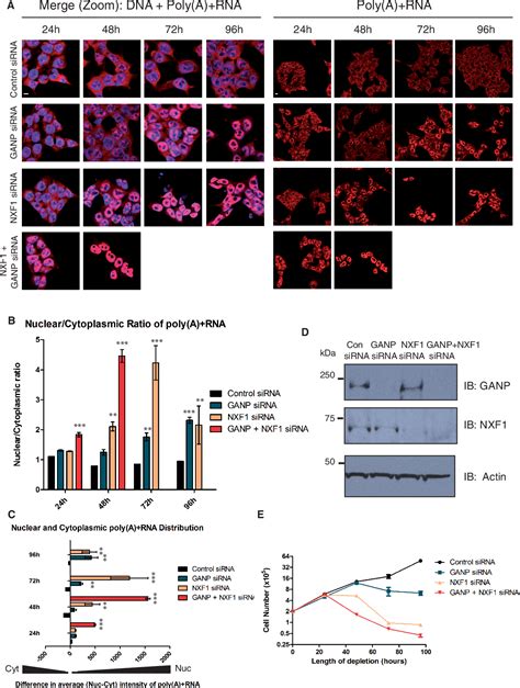 Figure 1 From Selective Nuclear Export Of Specific Classes Of MRNA From