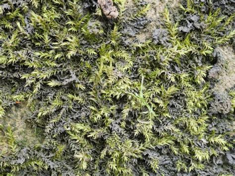 Leptodictyum riparium - British Bryological Society