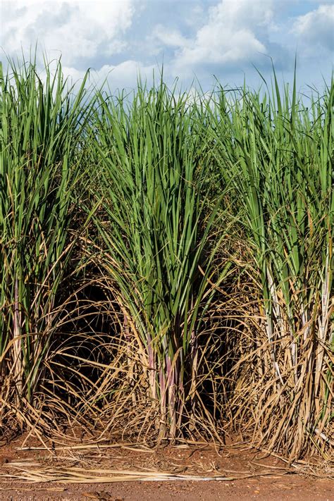 Brazilian Sugar Cane Stock Image Colourbox