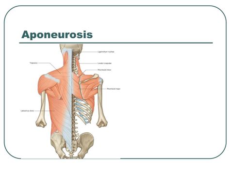 PPT - PHYT 622 Clinical Gross Anatomy PowerPoint Presentation, free ...