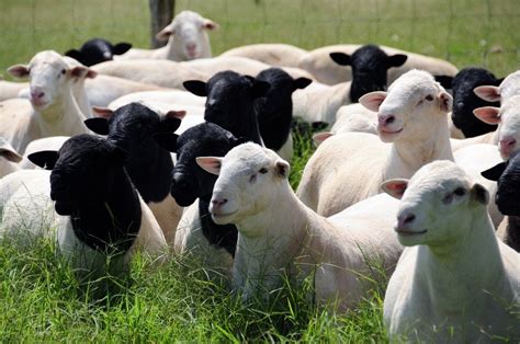 Evolução da caprino e ovinocultura no Brasil ABCDorper