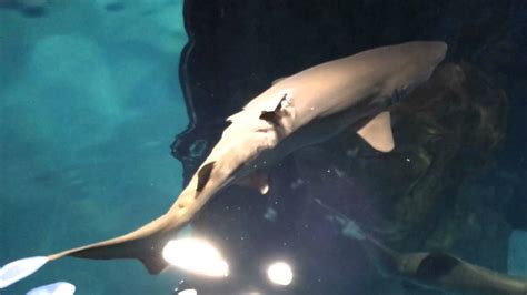 Shark bridge at adventure aquarium - retymate