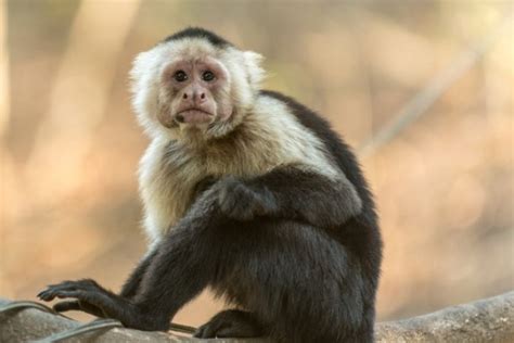 Genome Of a Capuchin Monkey Shows Largest Brain Size | Nature World News