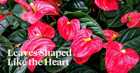 Stunning Heart Shaped Leaf Plants For Your Home