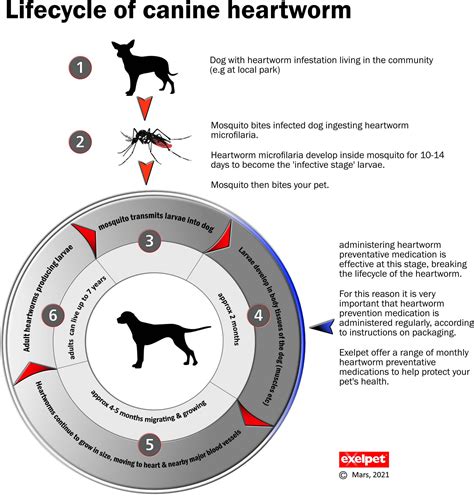 Heartworm Exelpet™