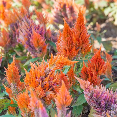 Fresh Look Plumed Celosia Seeds 1000 Seeds Orange Annual Flower