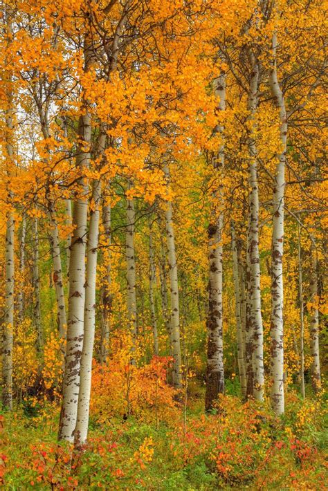 Fall Color Forest Photography with Canon 5D Mark II