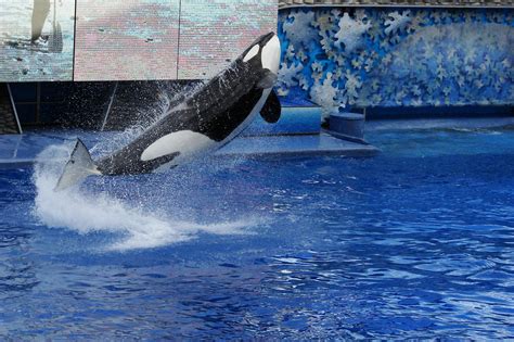 Fileseaworld Orlando Shamu 1507