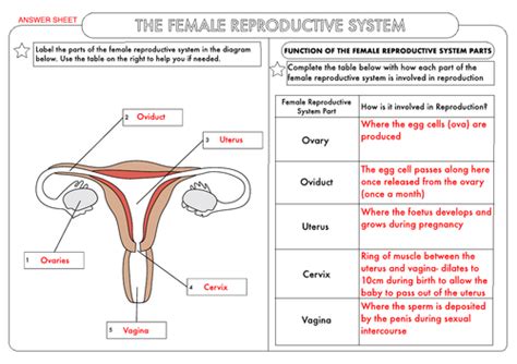 Human Reproductive System Worksheets