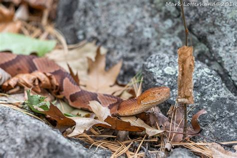 Northern Copperhead Den Site MA Mark Lotterhand Flickr