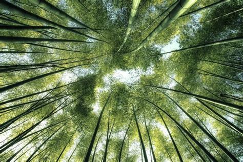 Wander Through Kyoto's Iconic Bamboo Forest | Japan Cheapo