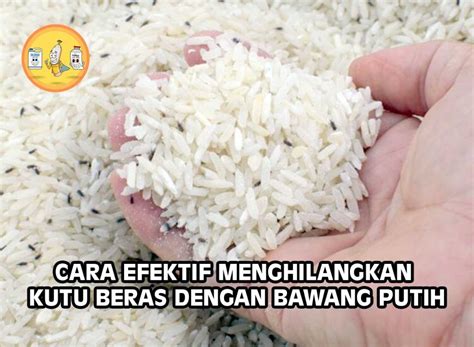 Cara Efektif Menghilangkan Kutu Beras Dengan Bawang Putih Pt Panca