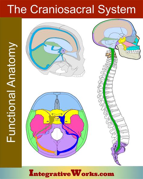 Craniosacral System Overview Integrative Works