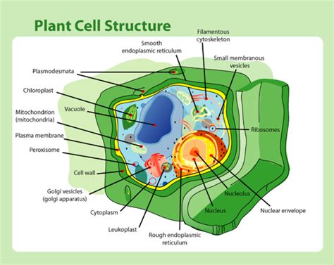 Plant Cell Wall Function Structure Diagram Lesson Study