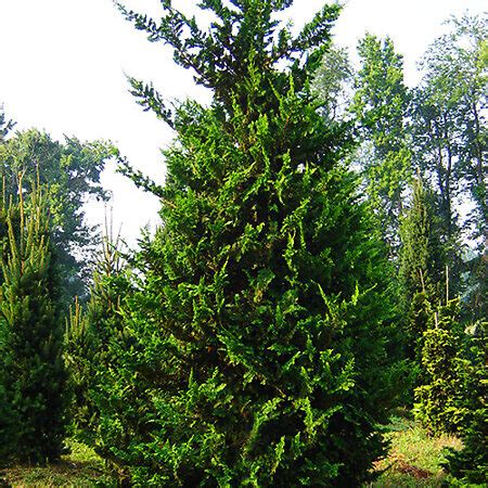 Fernspray Hinoki Cypress Trees For Sale The Tree Center