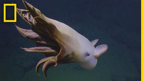 Rare Dumbo Octopus Shows Off For Deep Sea Submersible National