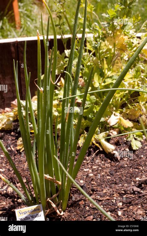 Walla Walla Onions Hi Res Stock Photography And Images Alamy