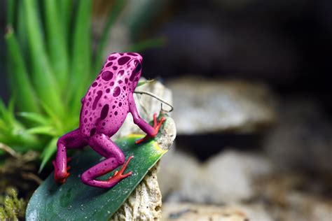 Pink Frogs