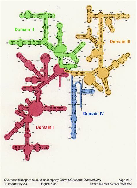 核糖体RNA 快懂百科