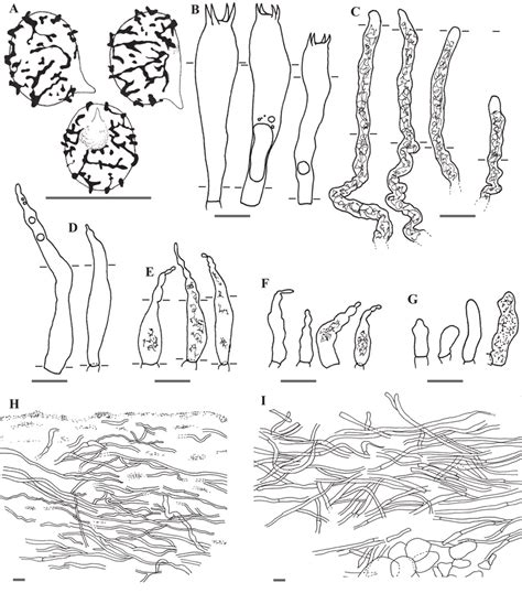 Lactarius Deterrimus A Spores B Basidia C Pseudocystidia D