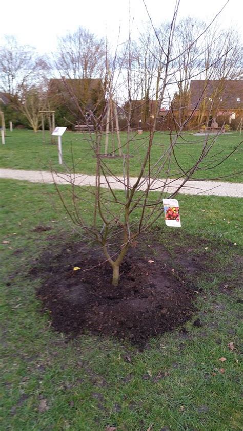 Neuer Baum F R Den Garten Der Generationen Wangerland Erde Und Flut