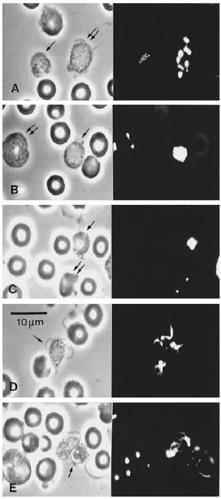 Detection Of Dna Synthesis In Plasmodium Berghei Microgametocytes Download Scientific Diagram