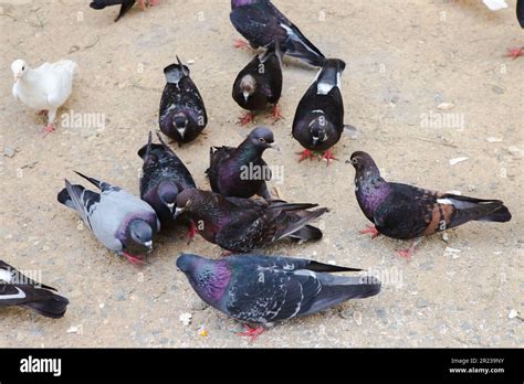 Pigeons Are Eating Food On Land And Corn On Lips Pigeon Group Eat Food