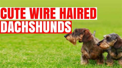 Cute And Adorable Wire Haired Dachshunds Compilation Youtube