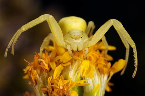 Axel Steiner Veränderliche Krabbenspinne Misumena vatia