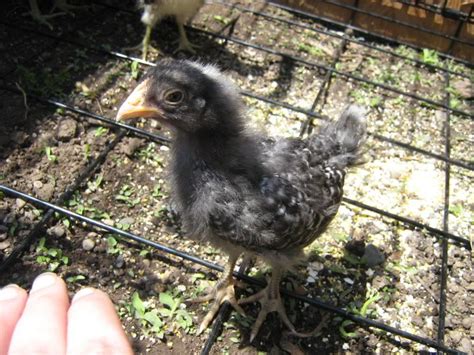 3 Week Old Barred Rock Chick Gender Picture Heavy Backyard