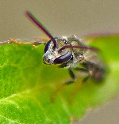 Sweat Bee Lasioglossum BugGuide Net