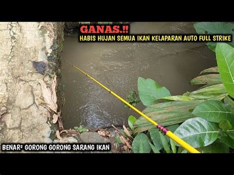 Gak Nyangka Mancing Wader Sehabis Hujan Di Gorong Gorong Ikan Nila