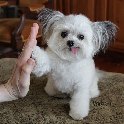 15 Adorable Photos of Norbert the Dog