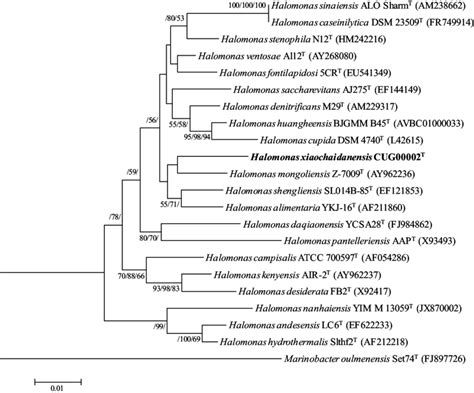 Phylogeny Showing The Phylogenetic Relationship Of 16s Rrna Gene